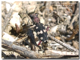 Le Tavole del Forum. Tav. I   Col. Carabidae Cicindelinae